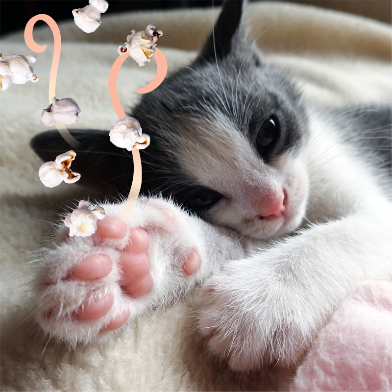 肉球からポップコーンの香りがする 京都リフレ新薬株式会社